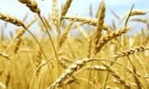 Die Here sien en die Here voorsien