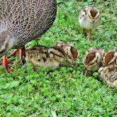 Cape Spurfowl (Kaapse Fisant) chicks in our garden