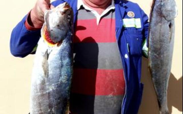 Danie Fourie met twee van sy geelbekke, waarvan een die tweede swaarste vis was. 