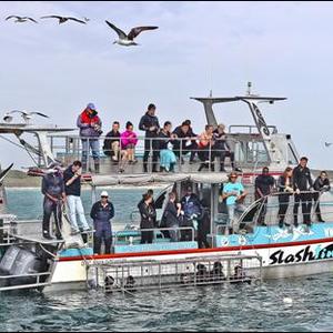 The shark cage diving vessel, Slashfin, owned by Marine Dynamics.  