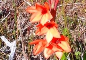 Die Skepping behoort aan die Here