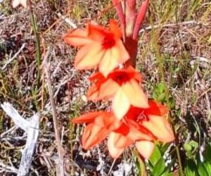 Die Skepping behoort aan die Here