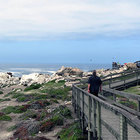 Stony Point Penguin Sanctuary Stony Point Penguin Sanctuary