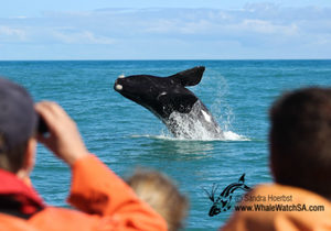 Whale Watching - 17 November 2016