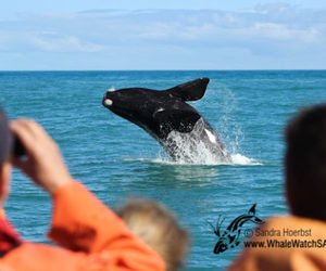 Whale Watching - 17 November 2016