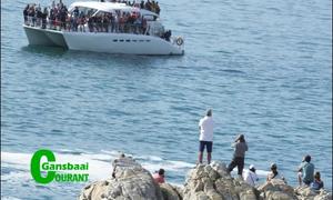 Landkykers kla oor bote wat Walkerbay walvisse steur