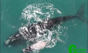 Whale annual aerial survey - We have a long way to go