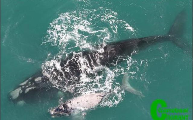 A Southern Right Whale and her calf during the whale annual aerial survey.  