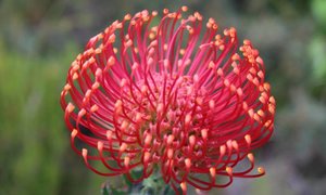 Betty’s Bay through the eyes of Locals