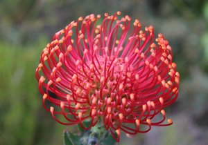 Betty’s Bay through the eyes of Locals