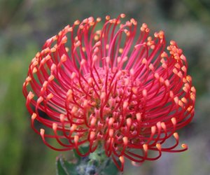 Betty’s Bay through the eyes of Locals