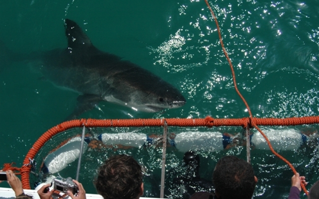 Some frisky sharks at Shark Diving Unlimited