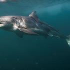 Great White Shark Great White Shark