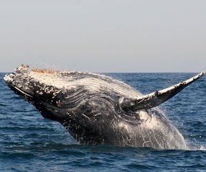 5 Animals you might meet in Gansbaai