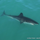 Mini-Nemo, a male juvenile, showing us a high five with his damaged right pectoral. We have cataloged him since 2013 and seen him at both Dyer Island and Inshore. Great to see him back, bigger and well again in 2017!