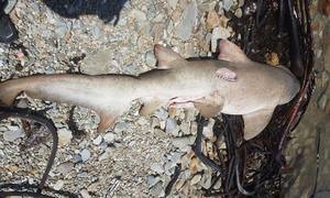 Washed up Ragged-tooth Shark