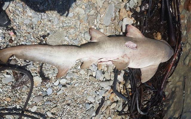 15936361_10154921367672520_6416403637647349844_o