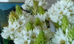 Epifanie: Fees van lig en sien en openbaar en raaksien