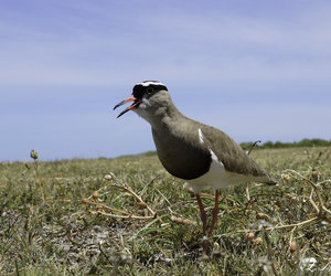 Bredasdorp through the eyes of Locals