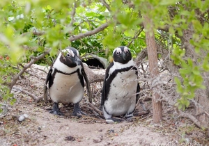 Marine Big 5 - African Penguin