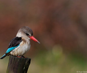 Gansbaai through the eyes of Locals