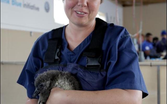 Theanette  Staal,  the  newly appointed Manager at the African Penguin and Seabird Sanctuary, holding a young penguin chick in her arms.
