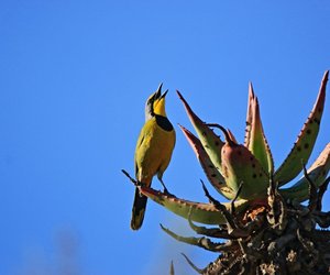Swellendam through the eyes of Locals