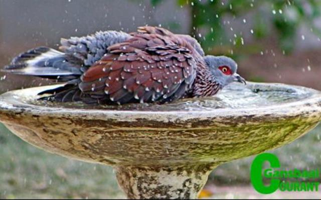 Annetjie Visagie se ‘Duif wat bad’ in die oop-kategorie.