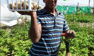 Ikamva oes eerste aartappels