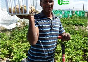 Ikamva oes eerste aartappels