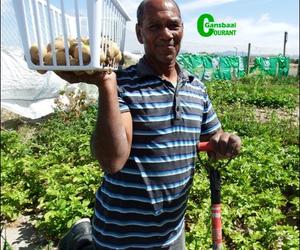 Ikamva oes eerste aartappels