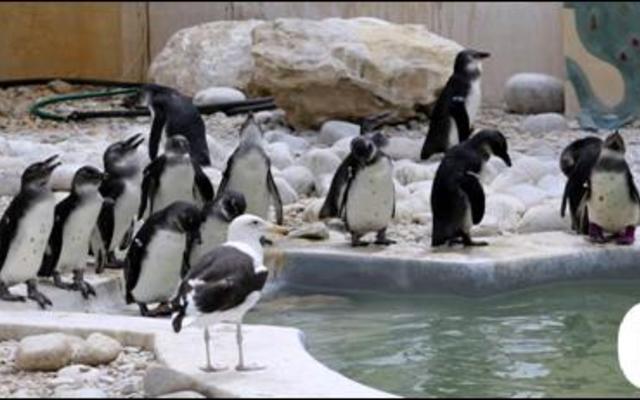 GansbaaiEveryBirdCounts