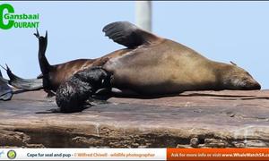 Seal strandings - What to do