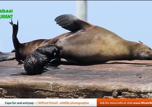 Seal strandings - What to do
