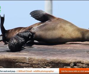 Seal strandings - What to do