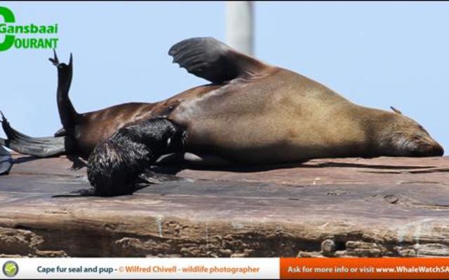  A Cape fur seal and her cub. (Picture: Wilfred Chivell)