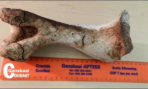 Wie se been lê op begraafplaasmuur?