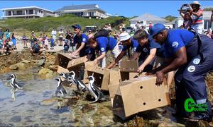 An emotional journey with penguins
