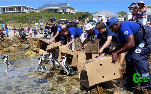 “The releasing of African penguin chicks is always an emotional journey full of fluff and proud “parental” moments.” - Trudi Malan, African Penguin and Seabird Sanctuary.