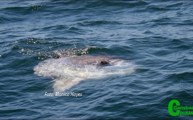 Dit was ’n groot verrassing om die sonvis of mola-mola te sien.  Foto: Monica Hayes