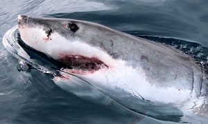 Give a Gift That Keeps On Giving