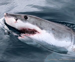 Give a Gift That Keeps On Giving