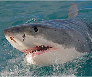  New software will standardise data collection for Great White Sharks