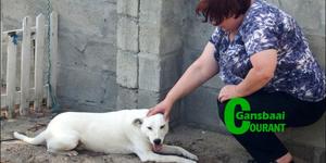 ‘n Erg getraumatiseerde “Cody”, was so verbouereerd, dat dit moeilik was om hom te vang.  Hy is heel laaste uit  BARC se hokke verwyder. Nols (voorbladfoto) en sy vrou Hannelie Jonas het tot Cody se redding gekom.