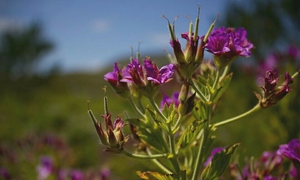 5 Things to keep an eye out for in the Kogelberg Nature Reserve