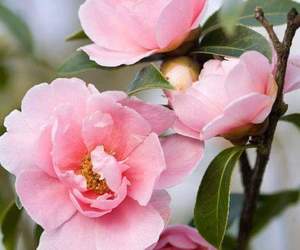 NG Gemeente Gansbaai Vrouediens