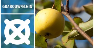 Grabouw & Elgin - Adventure in the Heart of Apple & Pear Country