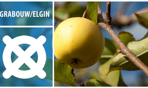 Grabouw & Elgin - Adventure in the Heart of Apple & Pear Country