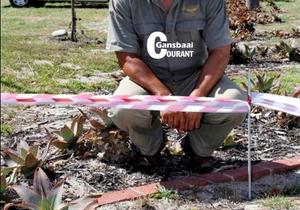 Dikkoppie broei eiers uit agter hofgebou