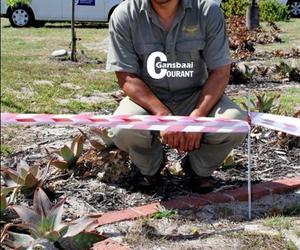 Dikkoppie broei eiers uit agter hofgebou